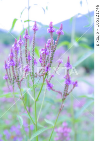 十勝平野　夏の花　 105221746