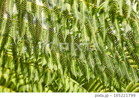 Fern leaves background Fern leaves background 105221799