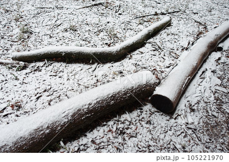 薄く雪の積もった森の間伐材と落葉 薄く雪の積もった森の間伐材と落葉 105221970