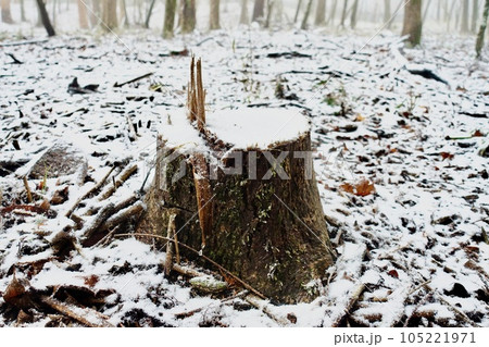 薄く雪の積もった森の切株と落葉 105221971