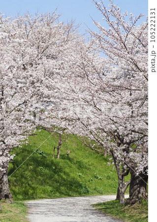 さくらのトンネル 3月下旬 さくらのトンネル 3月下旬 105222131