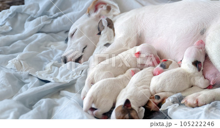 new born puppy safety sleep with mother new born puppy safety sleep with mother 105222246
