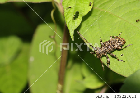 体格の良いナガゴマフカミキリ 体格の良いナガゴマフカミキリ 105222611
