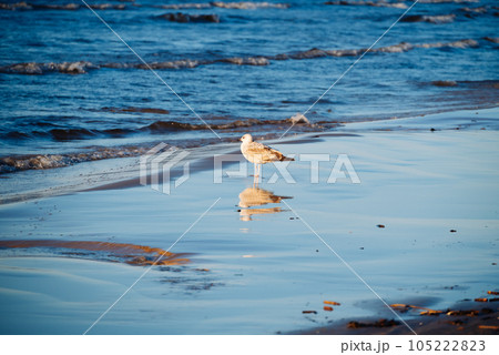 On the seashore Herring Gull and reflected in the wet sand. Watching seagulls becomes one of the elements of a relaxing holiday on the beach. 105222823