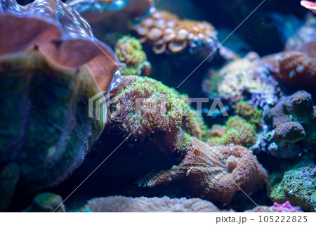Amazing beautiful corals at the bottom. 105222825