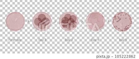 胚胎生長插圖集 105222862