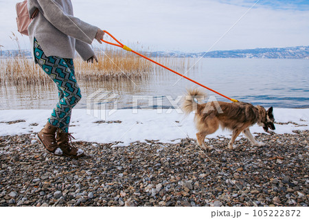 Woman walking her dog on a lake shore in winter 105222872