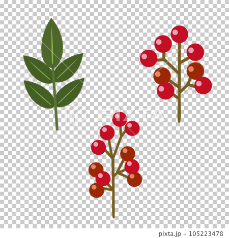 Nanten fruit and leaf illustration set 105223478