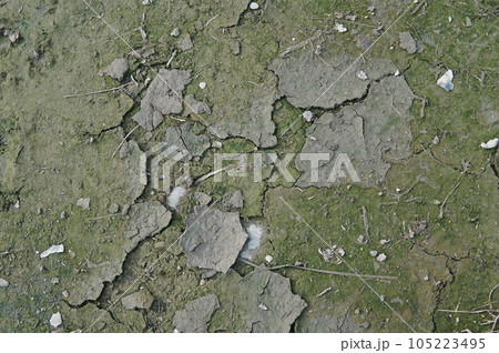 texture of bark tree with cracks texture of bark tree with cracks 105223495