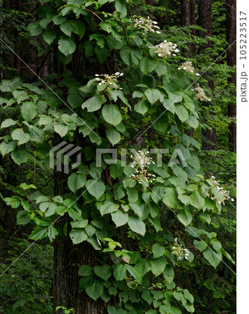 ヒノキに絡まったアジサイ科イワガラミの花 ヒノキに絡まったアジサイ科イワガラミの花 105223517