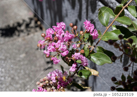 ピンクのサルスベリの花 105223519