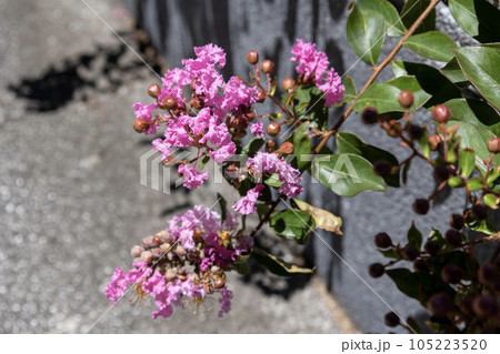 ピンクのサルスベリの花 ピンクのサルスベリの花 105223520