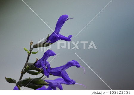 怪獣顔のような紫色の花を咲かせたサルビア・ガラニチカ 105223555