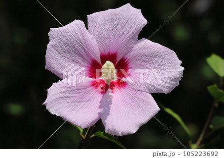 ムクゲの花のアップ 花びらの模様 ムクゲの花のアップ 花びらの模様 105223692