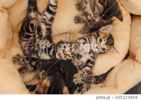 Closee-up little bengal kittens on the cat's pillow 105223959