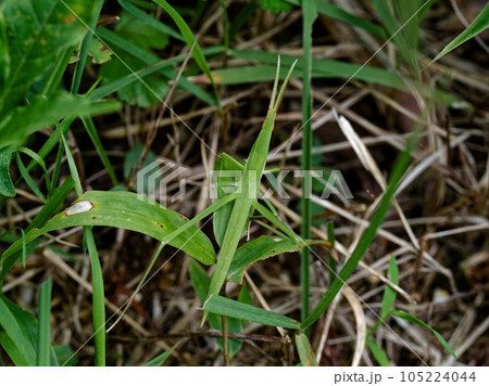 日本に分布する最大種のバッタ　ショウリョウバッタ♀ 105224044