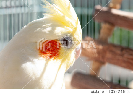 鳥かごの中のオカメインコ 鳥かごの中のオカメインコ 105224613