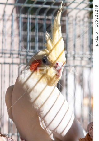 鳥かごの中のオカメインコ 鳥かごの中のオカメインコ 105225279