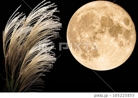 満月とススキ(十五夜/中秋の名月のイメージ素材) 満月とススキ(十五夜/中秋の名月のイメージ素材) 105225855