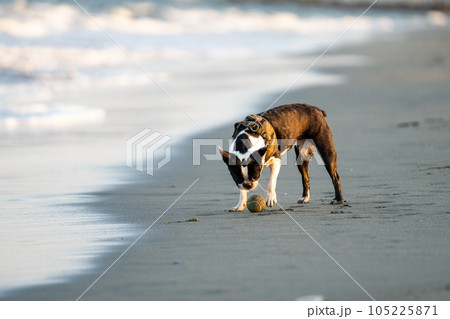 海辺で遊ぶボストン・テリア 海辺で遊ぶボストン・テリア 105225871