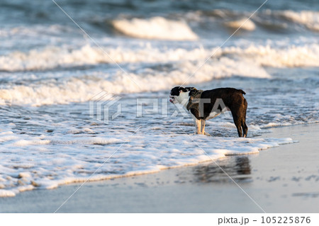 海辺で遊ぶボストン・テリア 海辺で遊ぶボストン・テリア 105225876