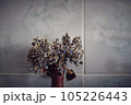 Dry blue and white violet flowers in earthenware vase 105226443