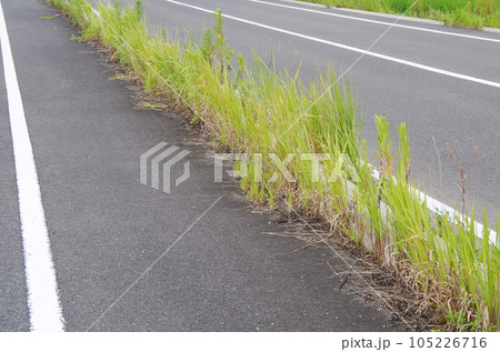 車道と歩道の境界部分に生えた雑草が高く伸びて縁石が見え難い状態 105226716