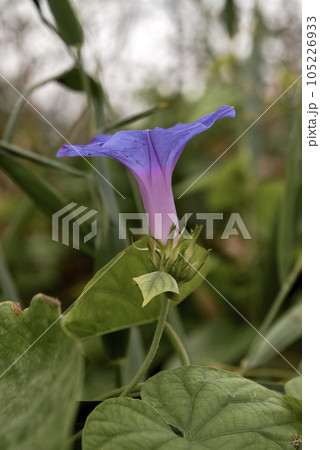 Purple bluebell flower on leaves, background out of focus Purple bluebell flower on leaves, background out of focus 105226933