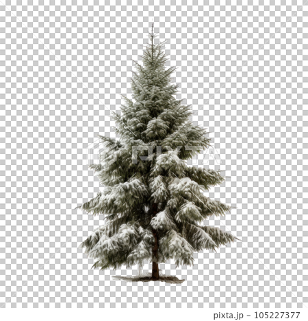 Christmas tree isolated Christmas tree isolated 105227377