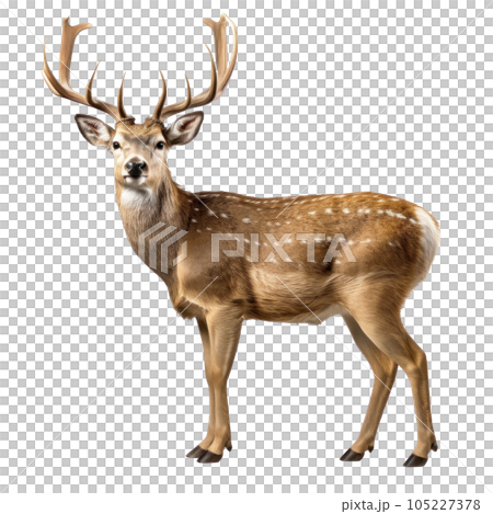 Cute Christmas deer isolated Cute Christmas deer isolated 105227378