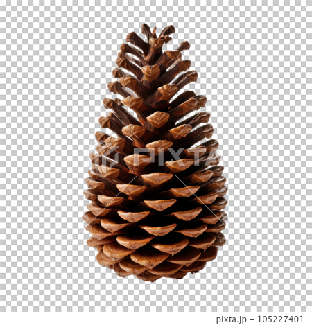pine cone isolated 105227401