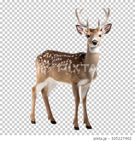 Cute Christmas deer isolated 105227402