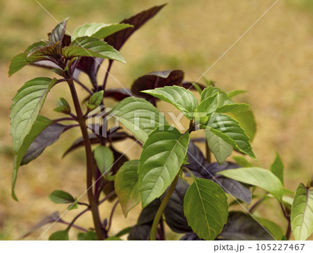 Close-up of young fresh green and purple basil grow in vegetable garden. 105227467