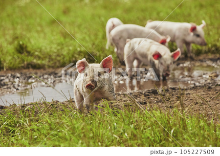 Eco pig farm in the field in Denmark. Piglets walk in the pasture 105227509