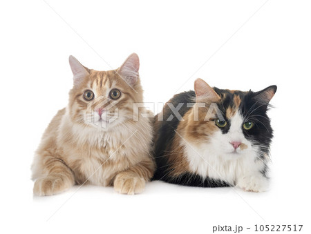 Kurilian Bobtails in studio Kurilian Bobtails in studio 105227517