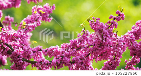 pink flowers on the branch of redbud. city park nature background 105227860