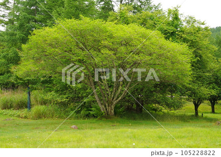 キャンプ場にあるマユミの木 105228822