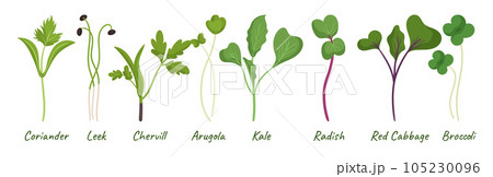 Microgreens Seedlings Collection. Coriander, Leek, Chervil And Arugula. Kale, Radish, Red Cabbage And Broccoli Sprouts 105230096