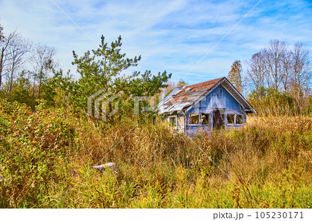 Bright blue cloudy sky overgrown grass field green pine tree and blue chipped house abandoned 105230171
