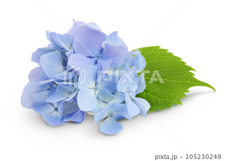 Blue Hydrangea flower isolated on white background 105230249