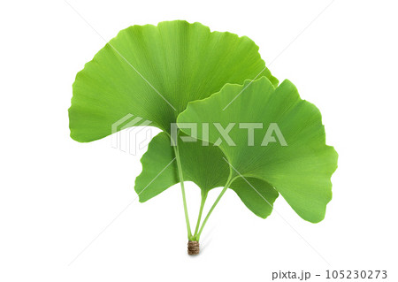 green ginkgo biloba leaves isolated on white background with full depth of field 105230273
