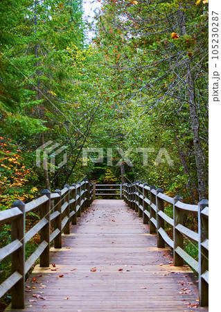 Boardwalk walkway path and trail through forest wood planks with wood fencing leading to green trees 105230287