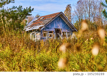 Green pine tree with abandoned, blue, urban home broken windows rotting roof and field 105230289
