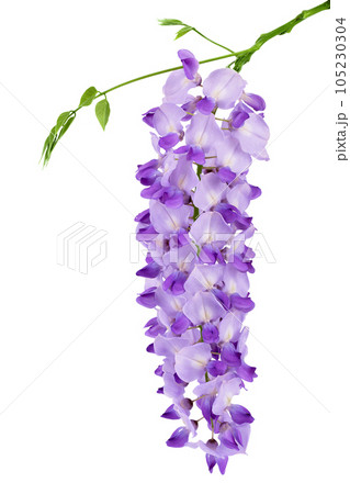 Wisteria flowers isolated on white background with full depth of field 105230304