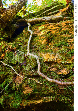 Long roots growing on green moss, lichen covered cliff edge wall with stones above textured Long roots growing on green moss, lichen covered cliff edge wall with stones above textured 105230336