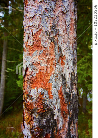Textured tree bark with red, orange, gray, and brown bark with green forest background asset Textured tree bark with red, orange, gray, and brown bark with green forest background asset 105230566