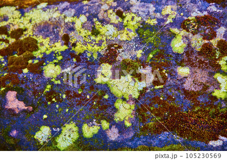 Textured moss and lichen on stone with green, brown, yellow, and rust colors 105230569