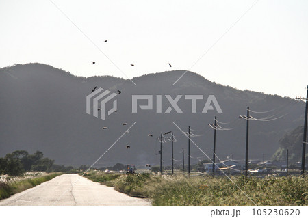 田園の中の1本道の上、烏群れ飛ぶ 田園の中の1本道の上、烏群れ飛ぶ 105230620