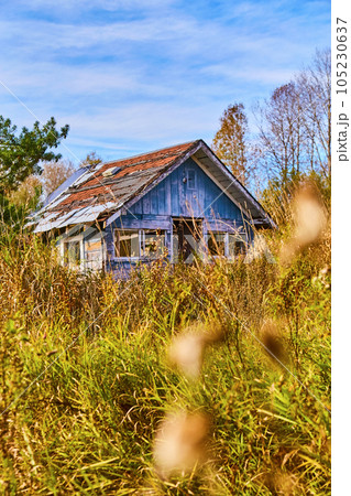 Abandoned urban building structure destroyed with overgrowth and field with green pine tree Abandoned urban building structure destroyed with overgrowth and field with green pine tree 105230637