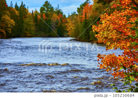 Choppy river water with vibrant fall leaves and trees with distant bright blue sky 105230684